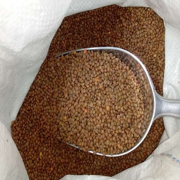 Lentilhas Castanhas, 25 kg