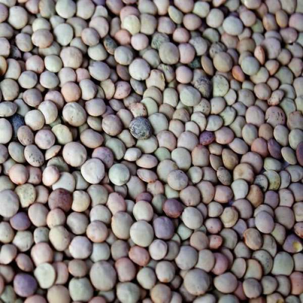 Lentilha Castelhana, 5 kg